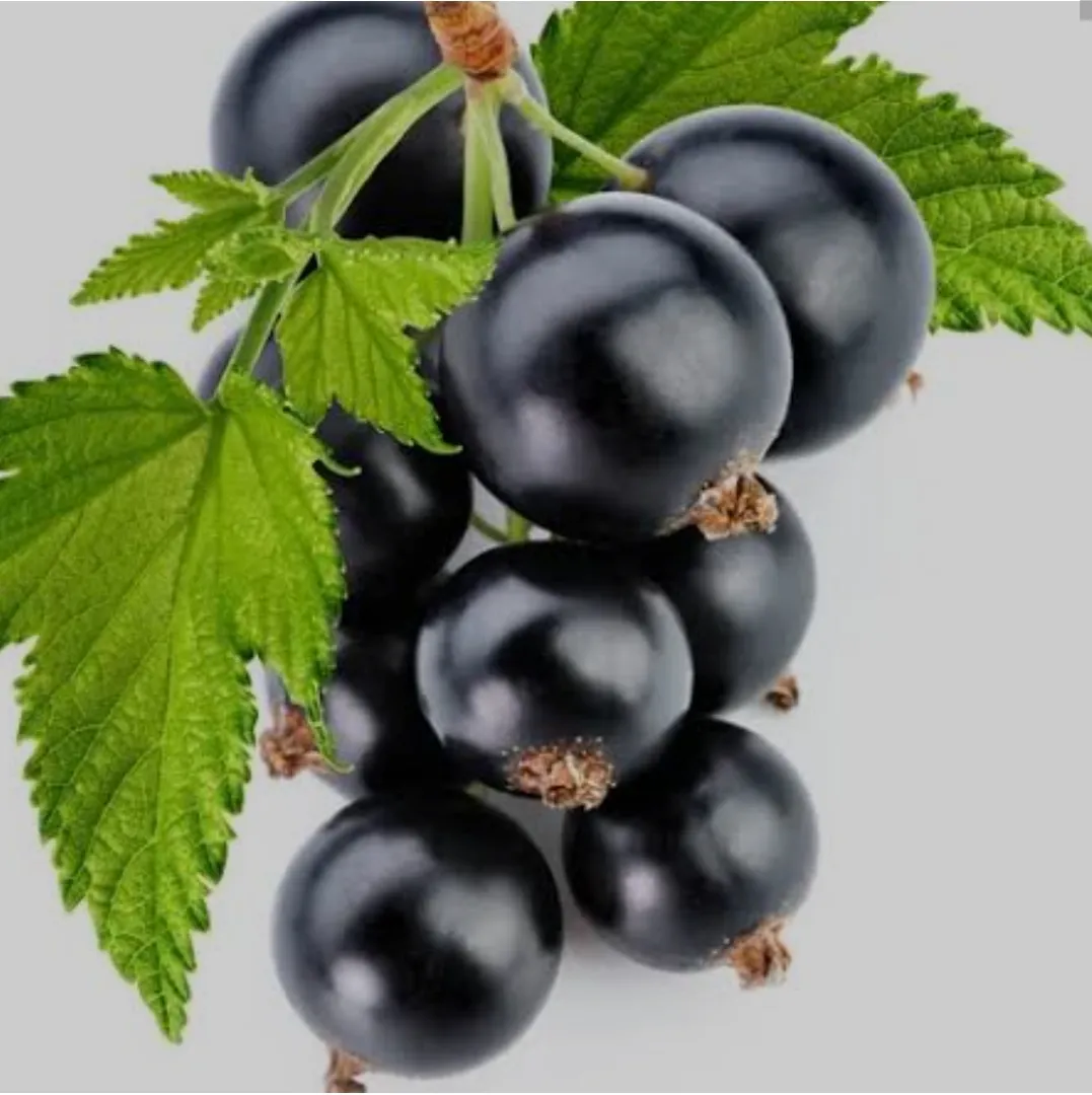 Black Currants: Featuring vitamin C and polyphenols, black currants enhance vision, bolster immune function, and contribute to overall health.