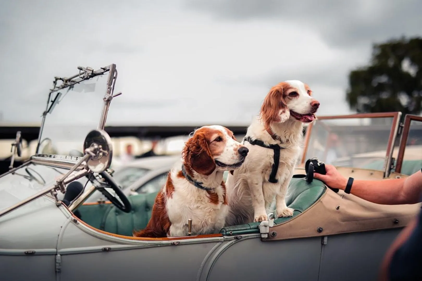 I have observed that dogs loves their owners way more than humans love each other 
