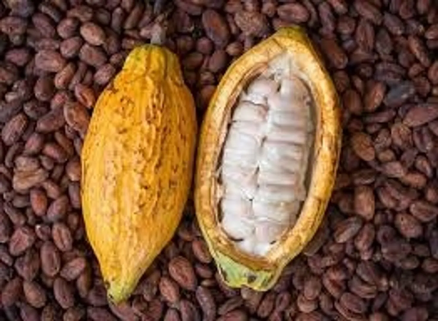 Hello,
 I am mandated by a young and dynamic agricultural cooperative in Ivory Coast which for its development, it is looking for business partners and especially exporters and buyers of large volumes of cocoa beans and coffee beans.  sturdy.
 The cooperative is located in the west of the Ivory Coast.

 I am making this announcement to solicit partners, exporters and buyers of cocoa beans and robusta coffee beans to work with this dynamic and promising cooperative.

 For any further information, please contact us at:
 Email: soumholding@gmail.com
 WhatsApp: +225 0706036342
 Telephone: +225 0706036342
                       +225 0153545920
 SOUM HOLDING.
 TRADING-INTERMEDIATION-SERVICE PROVIDER.

 Your Trusted Partner for SAFE Trading.