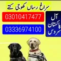 Army dog center kpk 03010417477