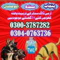 Army Dog Center 03003787282